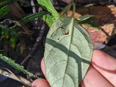 Pseuderanthemum variabile
