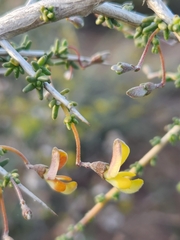 Aspalathus acuminata acuminata
