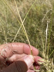Eragrostis lehmanniana