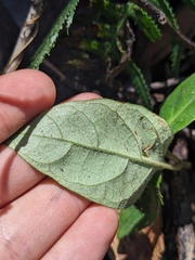 Pseuderanthemum variabile