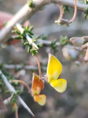 Aspalathus acuminata acuminata