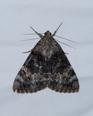 Catocala desdemona