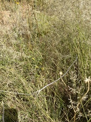 Eragrostis lehmanniana