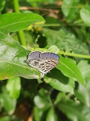 Leptotes plinius