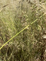 Eragrostis lehmanniana