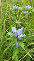 Gentiana × pallidocyanea