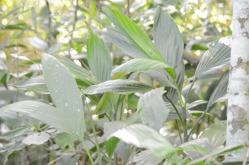 Chamaedorea stolonifera, photograph 3