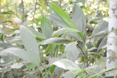 Chamaedorea stolonifera, photograph (c) Neptalí Ramírez Marcial, some rights reserved (CC BY)