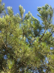 Pinus pinea