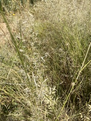 Eragrostis lehmanniana