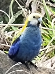 Platycercus adscitus