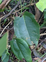 Smilax australis