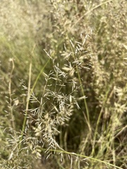 Eragrostis lehmanniana