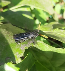 Scoliinae