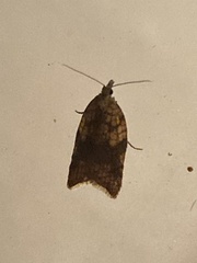Acleris rhombana