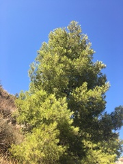 Pinus halepensis