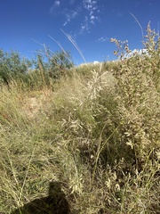 Eragrostis lehmanniana