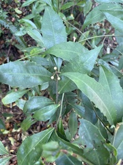 Ardisia cornudentata