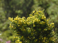 Anthyllis hermanniae