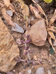 Crassula