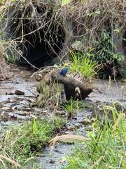 Platycercus adscitus