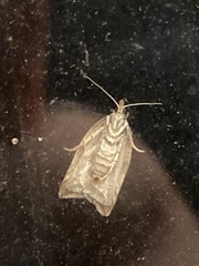 Acleris rhombana