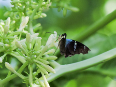 Astraptes fulgerator azul