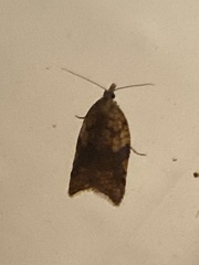 Acleris rhombana