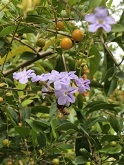 Duranta