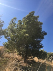 Pinus halepensis