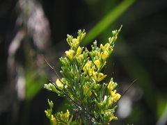 Anthyllis hermanniae