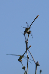 Erpetogomphus compositus