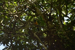 Icterus maculialatus