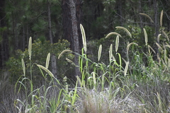 Setaria magna
