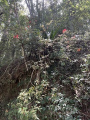 Rhododendron oldhamii