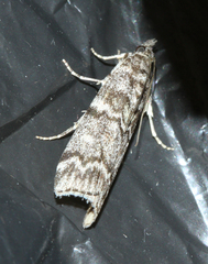 Dioryctria simplicella
