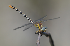 Erpetogomphus compositus