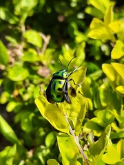 Chrysocoris purpureus