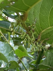 Glochidion zeylanicum