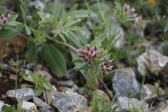 Anthyllis vulneraria rubriflora
