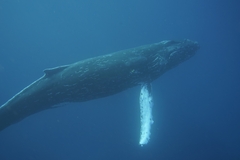 Megaptera novaeangliae australis