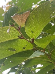 Glochidion zeylanicum