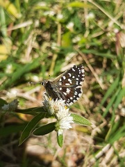 Spialia galba
