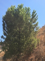Pinus pinea