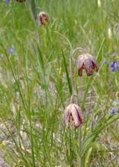 Fritillaria affinis