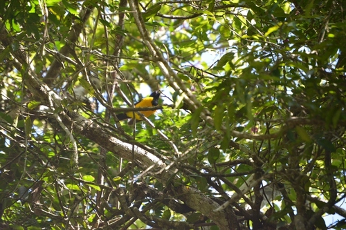 Bar-winged Oriole (Icterus maculialatus), photo 10