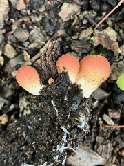 Lycoperdon