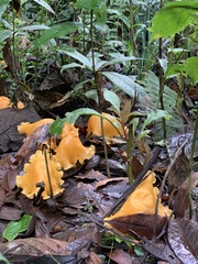 Hymenogloea papyracea