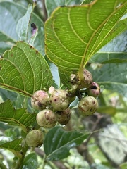 Glochidion zeylanicum