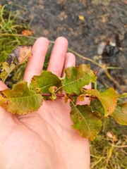 Salix pyrolifolia